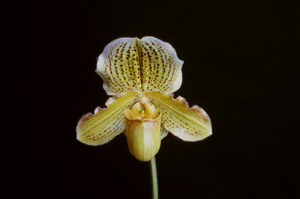 Paph. Golden Crest Rodolfo HCC 78 pts